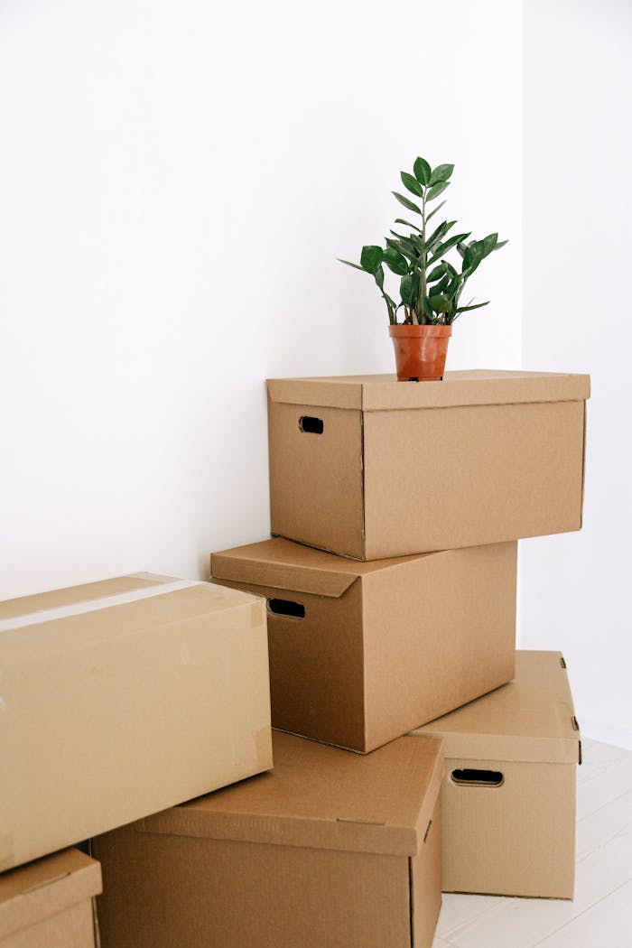 Stacked cardboard boxes with a potted plant in a minimal indoor setting, depicting moving and relocation.